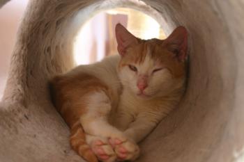 Donner Bild von Donner