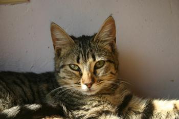 Anoush Bild von Anoush