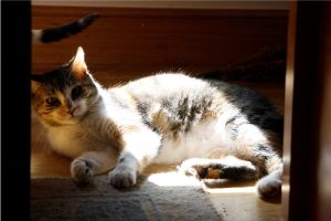 Arizona Baby Bild von Arizona Baby