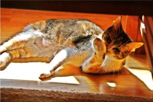 Arizona Baby Bild von Arizona Baby