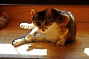 Arizona Baby Bild von Arizona Baby