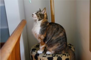 Arizona Baby Bild von Arizona Baby