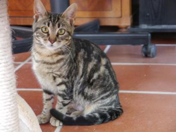 Syrah Bild von Syrah