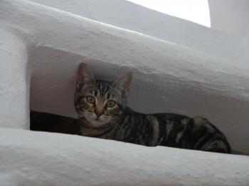 Syrah Bild von Syrah