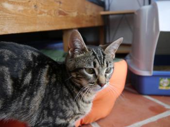 Syrah Bild von Syrah