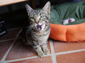 Syrah Bild von Syrah