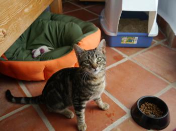 Syrah Bild von Syrah