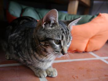 Syrah Bild von Syrah