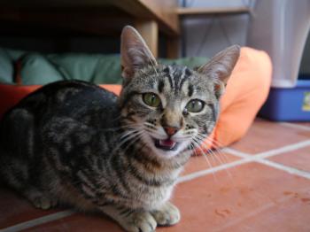 Syrah Bild von Syrah