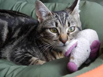 Syrah Bild von Syrah