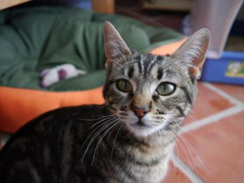 Syrah Bild von Syrah