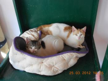 Donner Bild von Donner