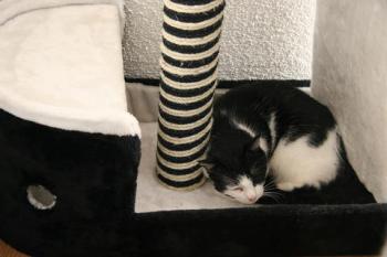 Takas Bild von Takas
