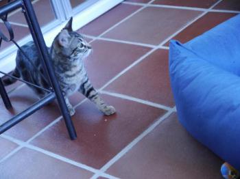 Syrah Bild von Syrah
