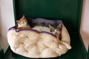 Donner Bild von Donner