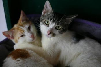 Donner Bild von Donner