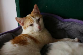 Donner Bild von Donner