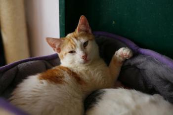 Donner Bild von Donner