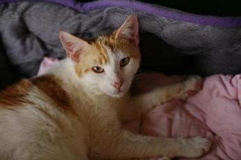 Donner Bild von Donner