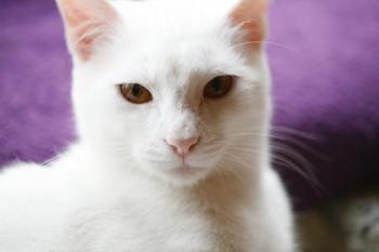 Bild von Golfi