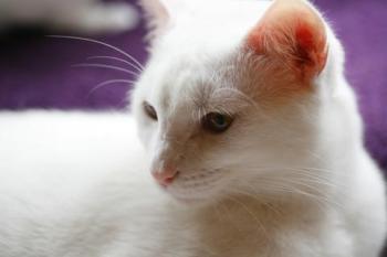 Bild von Golfi