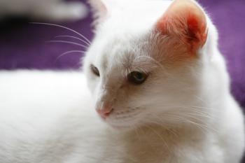 Bild von Golfi
