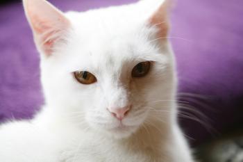 Bild von Golfi