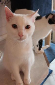 Bild von Golfi