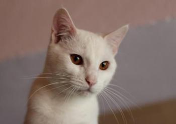 Bild von Golfi