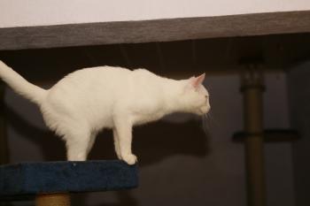 Bild von Golfi