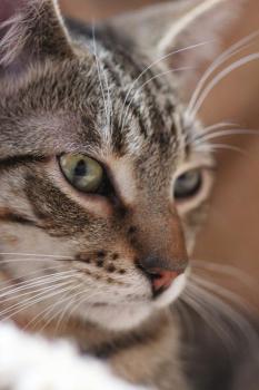 Wyatt Bild von Wyatt