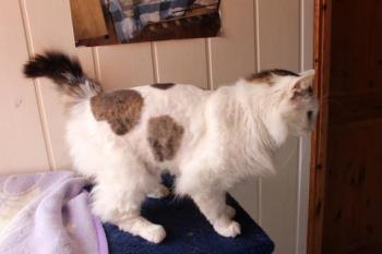 Buddy Bild von Buddy