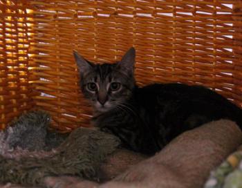 Syrah Bild von Syrah