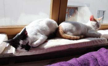 Gigolo Bild von Gigolo