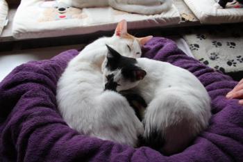 Asha Bild von Asha