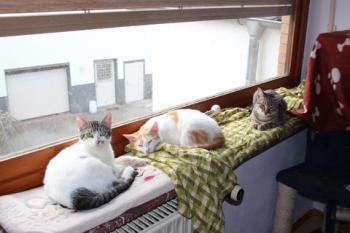 Donner Bild von Donner