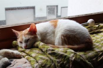 Donner Bild von Donner