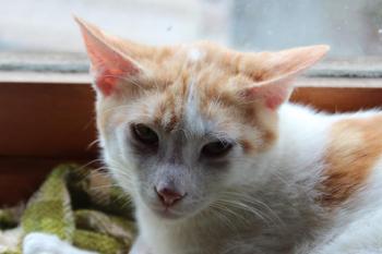 Donner Bild von Donner