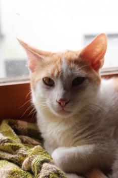 Donner Bild von Donner