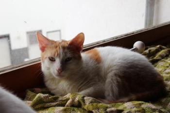 Donner Bild von Donner