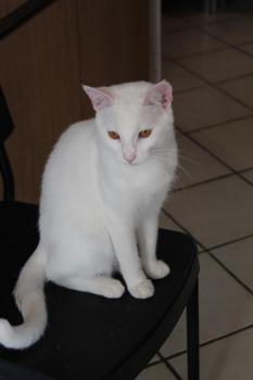 Bild von Golfi