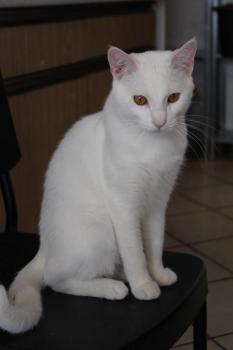 Bild von Golfi