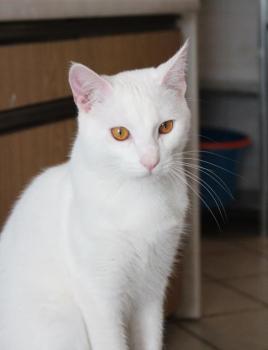 Bild von Golfi