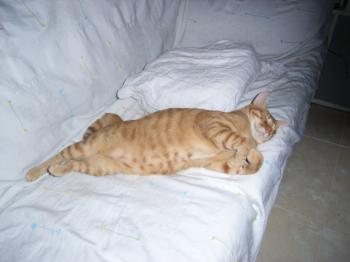 Canelo Bild von Canelo