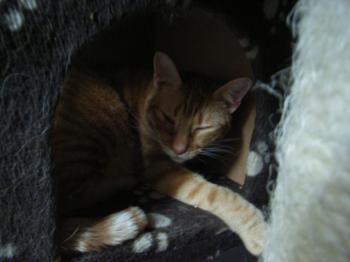 Canelo Bild von Canelo