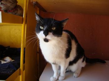 4661 Shira Bild von Shira