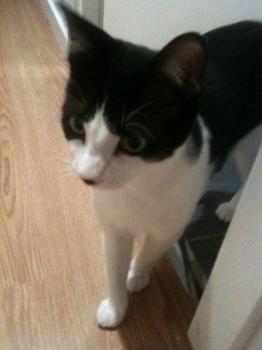 Merlin Bild von Merlin