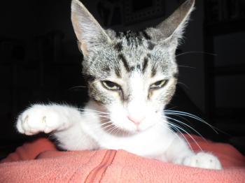 Prinz Bild von Prinz