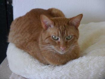 Henry Bild von Henry