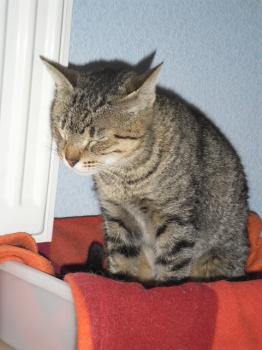 Gipsy-Mimi Bild von Gipsy-Mimi